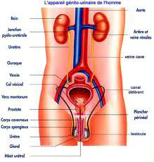 Urologie : ce qu'il faut savoir sur l'incontinence urinaire chez l'adulte -  BBC News Afrique